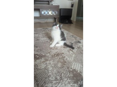 British shorthair bicolour 16 eylül doğumlular