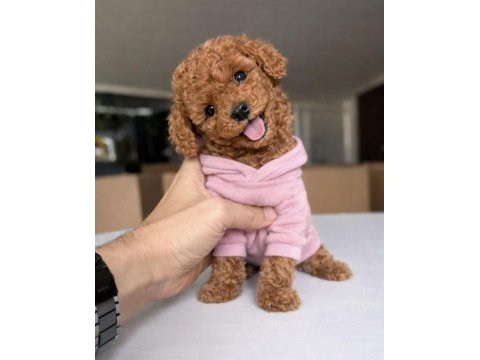 Micro teddy bear toy poodle