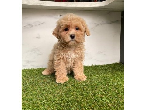 F2 maltipoo yavruları