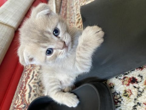 Scottish fold british fold yavrular