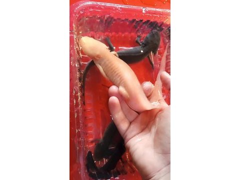 5 axolotl (tane fiyatı)