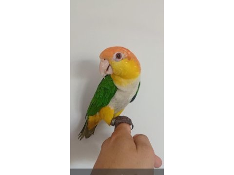 1 yaşında el besleme büyütülmüş caique