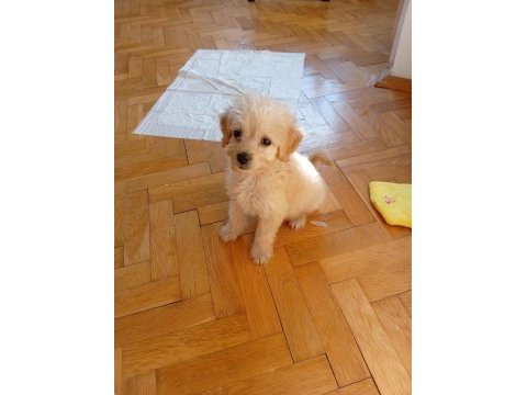 Eğitimli teacup maltipoo