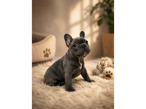 French bulldog köpeğimiz