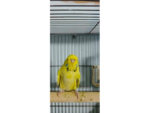Show jumbo muhabbet kuşlar