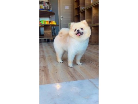 Pomeranian ayı yüz
