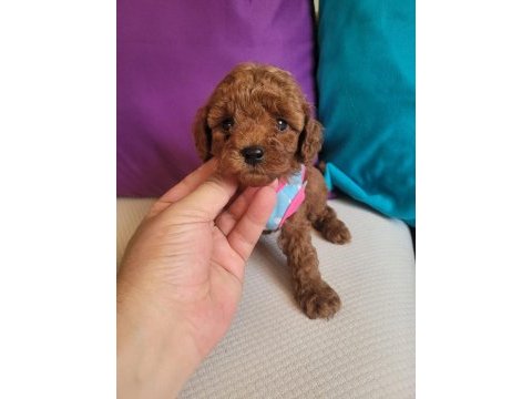 Evin neşesi poodle bebeklerimiz