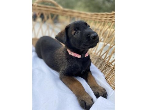 Belçika malinois yavruları