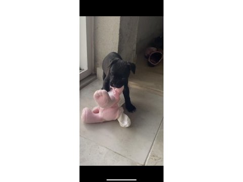Cane corso yavru köpek