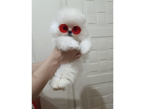 Irk garantili güzel pomeranian bebekler