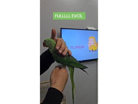 Evcil 8 aylık alexandar iskender