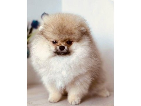Pomeranian boo erkek yavrular