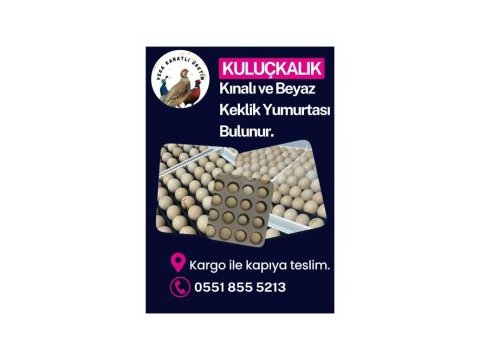 Döllü kuluçkalık keklik yumurtası