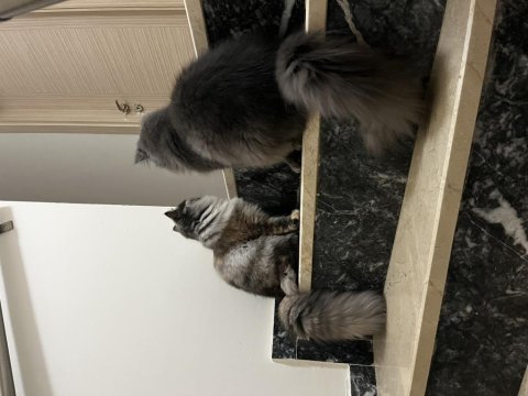 British longhair kedimiz