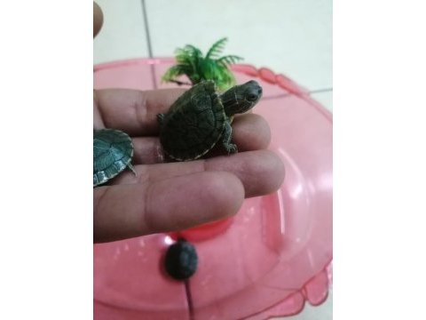 Bebek su kaplumbağaları