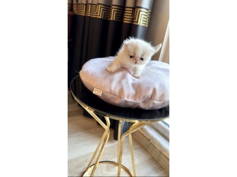 Show face exotic shorthair pofuduk kız