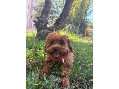 4 aylık toy poodle