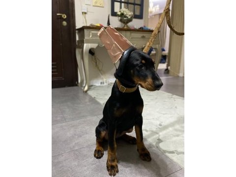 3.5 aylık dişi doberman yavrumuz