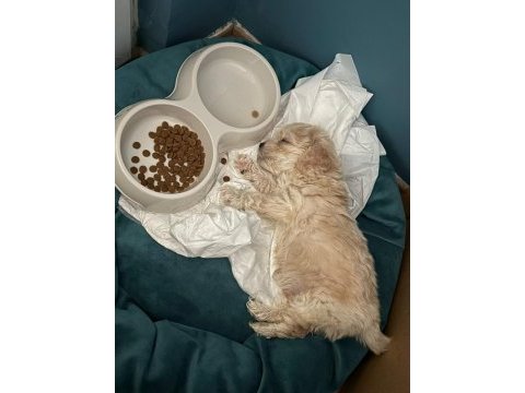 2 aylık toy poodle