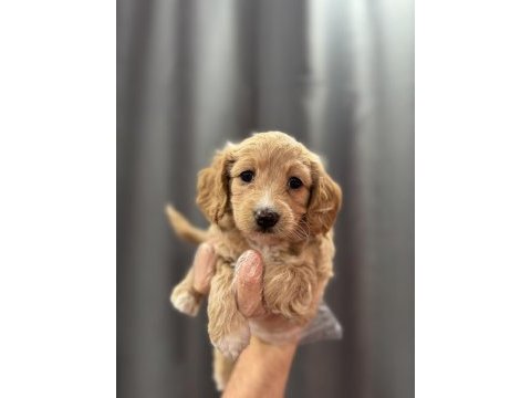 Bebek yüz maltipoo yavrular