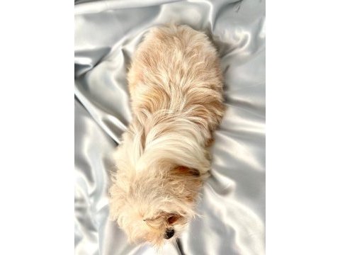 Tuvalet eğitimli shih-tzu (şitzu)