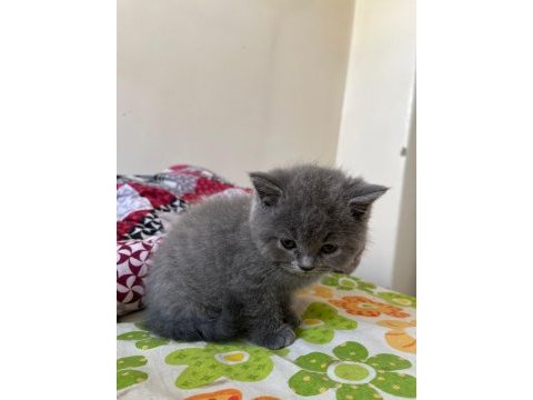 50 günlük british shorthair gri yavrularımız