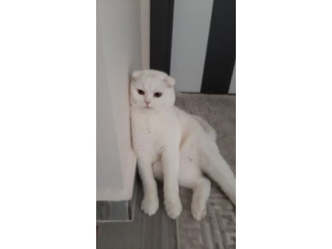 2 yaşında scottish fold oğlum