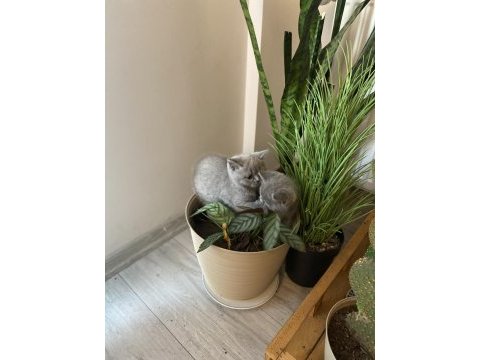 British shorthair dişi 1 aylık