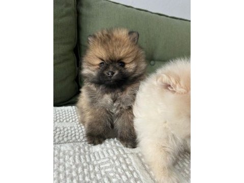 Pomeranian yavrularımız