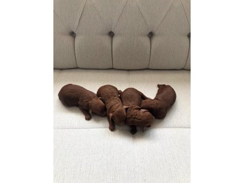 Anne altında toy boy red brown poodle sağlık ve ırk garanti