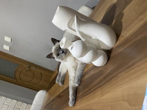 British shorthair bluepoint dişi