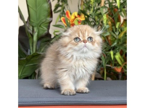 Safkan şecereli golden chocolate erkek scottish fold