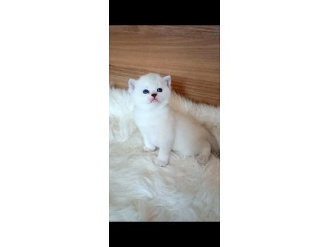 Silver ve silver point iki dişi yavru british shorthair