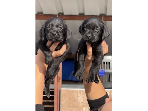 Labrador bebeklerimiz