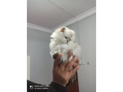 Efsane dişi british longhair yavrumuz