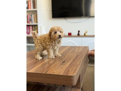 Çok sağlıklı malıtpoo bebekler 
