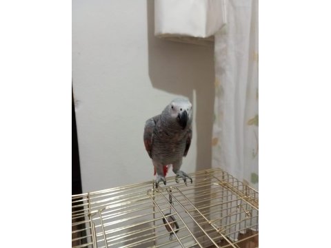 Red faktör jako papağanı