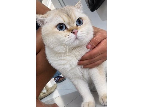 Ciro erkek kedi british shorthair blue golden