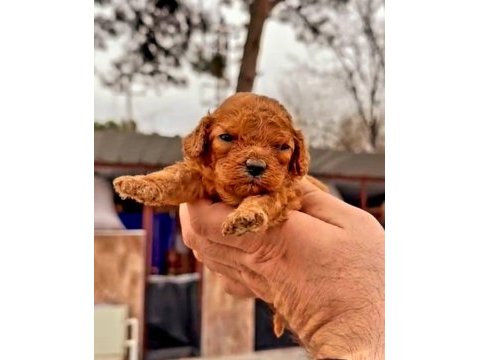 Muhteşem kalitede toy poodle yavrularımız