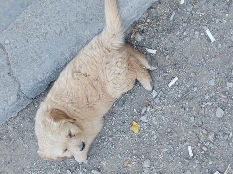 Gülen yüz golden retriever yavrumuz