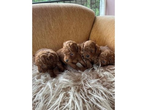Toy poodle yavrular