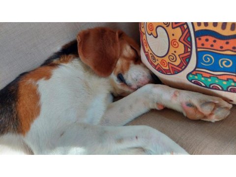 2 yaşında sağlıklı erkek beagle sahiplendirilecek