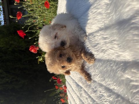 Maltipoo erkek yavrular