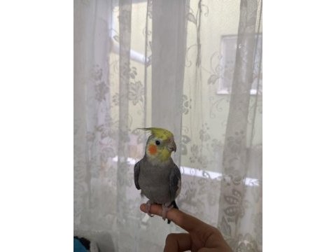 Uyguna verilecek full evcil 6-8 aylık sultan papağanı