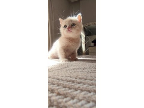 Biri balmı dedi british shorthair