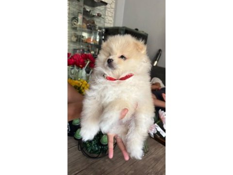 Pomeranian boo köpeği
