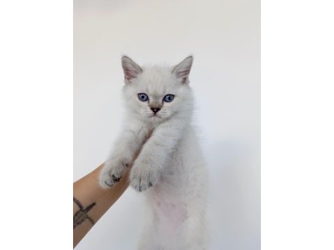 Blue point erkek yavru british shorthair