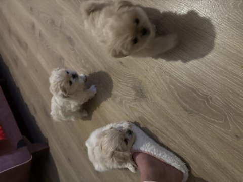 Pamuk pekinez köpekler
