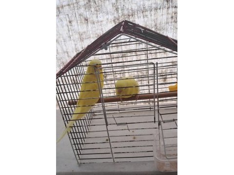 Lutino hazır çift sarı papatya kuşlar
