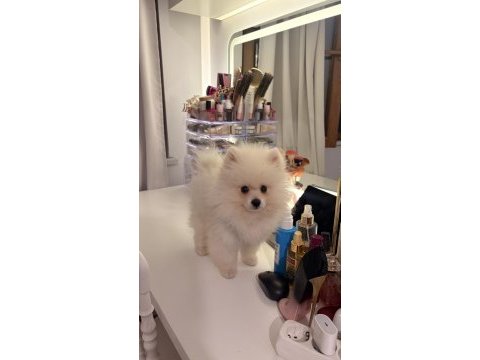 3 aylık pomeranian erkek yavru